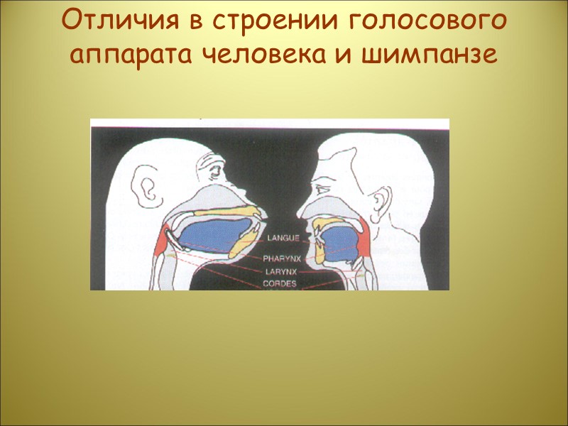 Отличия в строении голосового аппарата человека и шимпанзе